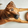 Feeding Your Dog: How Much Dog Food Should You Give Each Day?