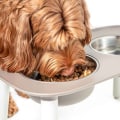 Feeding Large Breed Dogs: What You Need to Know