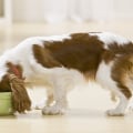 The Best Dog Food for Your Breed: Wet or Dry?