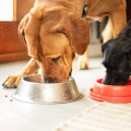 The Best Dog Food for an Active Dog