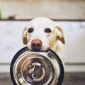 The Health Risks of Feeding Your Dog a High-Fat Diet