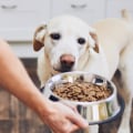 The Health Risks of Buying Cheaper Dog Food Brands