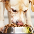 The Best Dog Food for Older Dogs