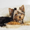 The Best Dog Food for Small Breed Dogs