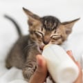 Feeding Puppies and Kittens: What You Need to Know