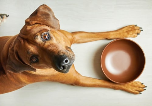 Feeding Your Dog: How Much Dog Food Should You Give Each Day?