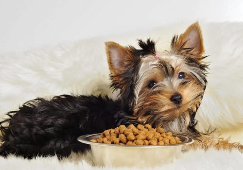 The Best Dog Food for Puppies: What to Look For