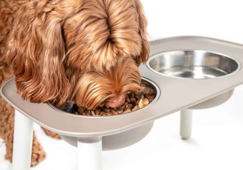 Feeding Large Breed Dogs: What You Need to Know