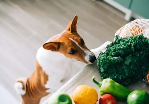 Health Risks of Adding Fresh Fruits and Vegetables to Your Dog's Diet