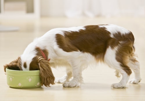 The Best Dog Food for Your Breed: Wet or Dry?