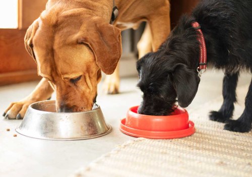 The Best Dog Food for an Active Dog
