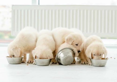 Feeding Small Breed Dogs: Special Considerations
