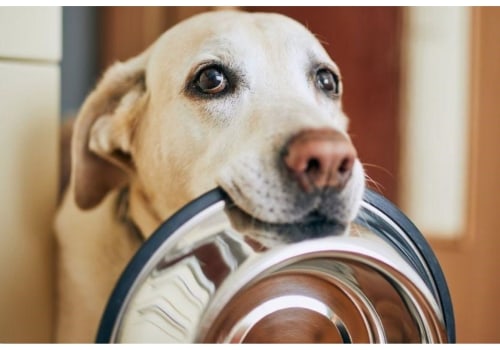 The Benefits of Feeding Your Dog a High-Protein Diet