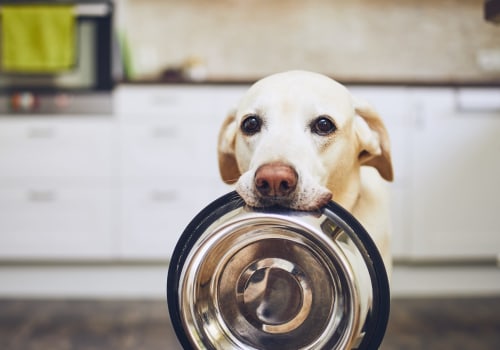 The Health Risks of Feeding Your Dog a High-Fat Diet