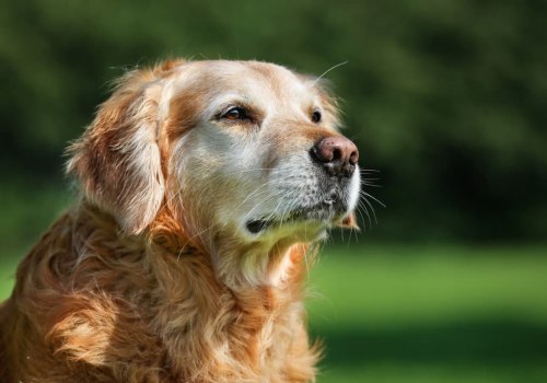 Feeding a Senior Dog: What You Need to Know