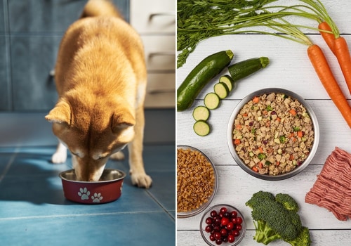 The Best Dog Food Brands: A Comprehensive Guide