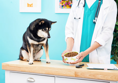 Feeding a Diabetic or Hypoallergenic Dog: Expert Tips