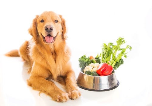The Health Risks of Feeding Your Dog a Vegetarian Diet