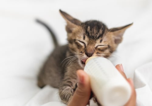 Feeding Puppies and Kittens: What You Need to Know